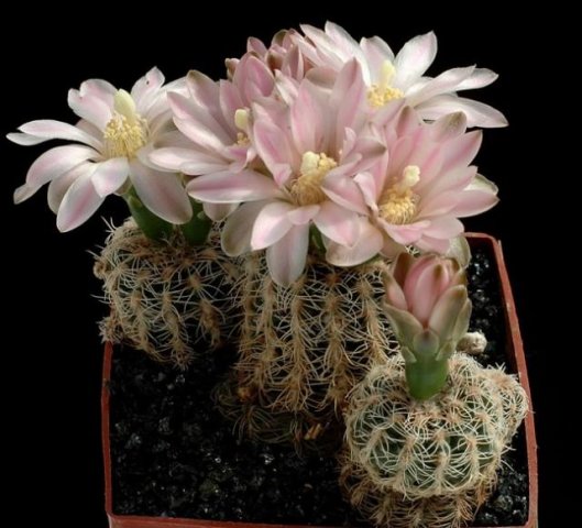 Gymnocalycium_bruchii